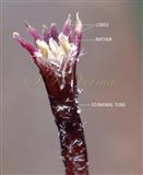  Staminal tube V.S.